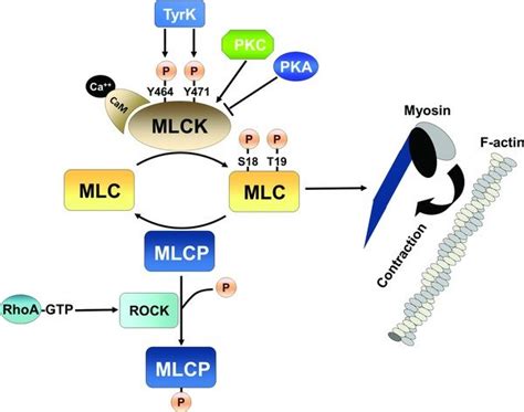 Myosin Light Chain Kinase Mlck Dependent Control Of Actin Myosin