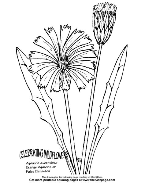 Dandelion Coloring Download Dandelion Coloring For Free 2019