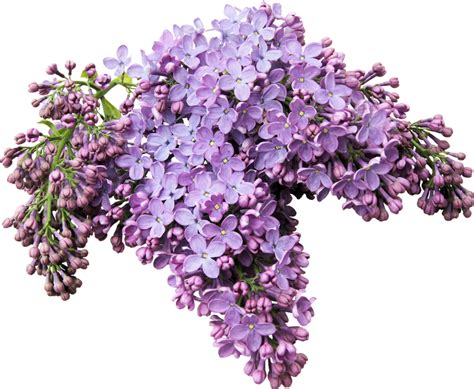 Lilac Flower Png Png Image Collection