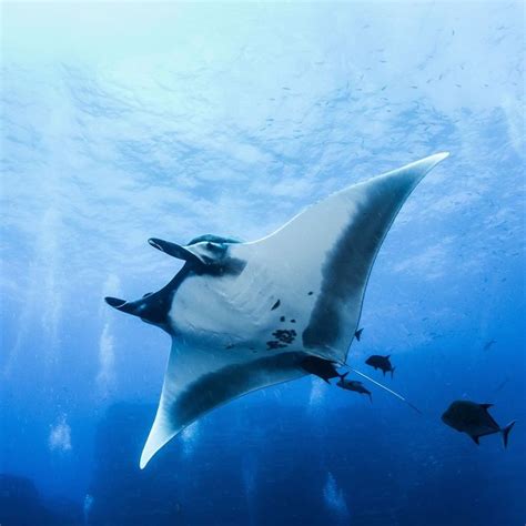 Oceana On Instagram “the Giant Manta Ray Is The Largest Ray And One Of
