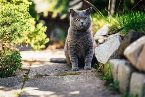 Can You Keep A Cat Outdoors Safely Catster