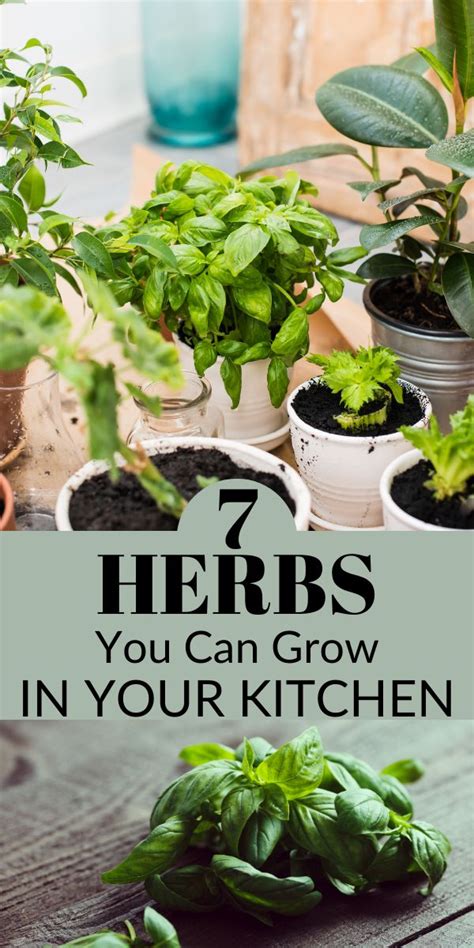 7 Herbs To Grow Indoors This Winter