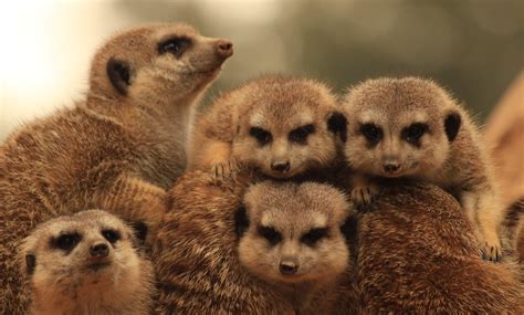 Group Hug Meerkats Best Of Friends Taken At Bioparc Flickr