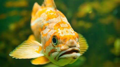 Freshwater Fish Wallpaper