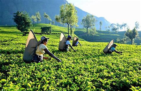 Interesting Facts About Tea Plantations By Sri Lanka News Medium