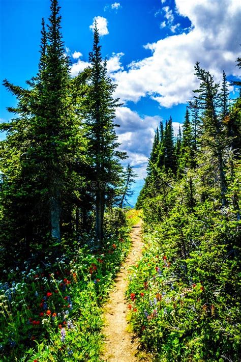 Hiking Through The Mountain Forest And Alpine Meadows With Wild Flowers