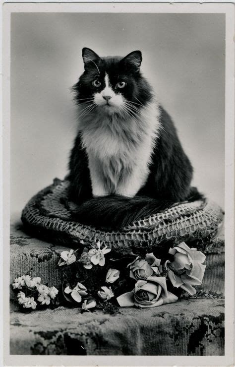 42 Vintage Cat Photos Ideas Vintage Cat Cat Photo Cats