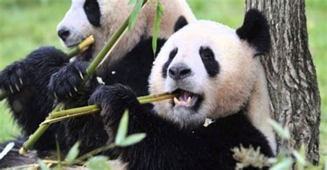 Worlds Oldest Captive Giant Panda Celebrates 38th Birthday Pandaily