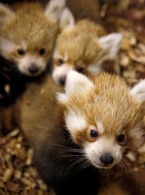 Three Little Red Pandas Red Panda Cute Baby Animals Red Panda Baby
