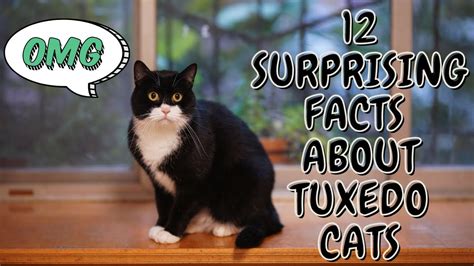 12 Surprising Facts About Tuxedo Cats Old Version Youtube