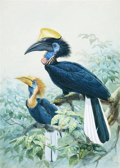 Yellow Casqued Hornbill Photograph By Natural History Museum London
