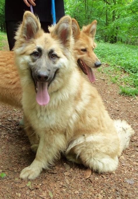 Remi 1 2 Year Old Female German Shepherd Dog Dog For Adoption