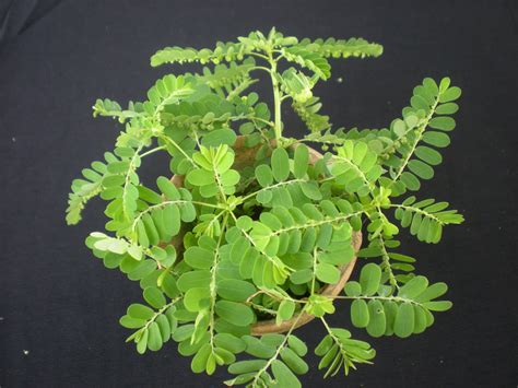 Nama saintifik bagi dukung anak ialah phyllanthus niruii linn. permata hati mama: KHASIAT POKOK DUKUNG ANAK