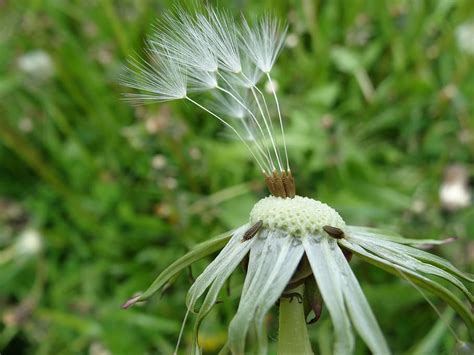 Hd Wallpaper Dandelion Taraxacum Officinale Flower Meadow Grass