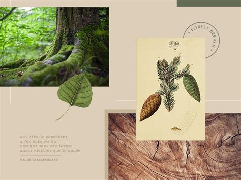 Moodboard 3 Forest Breath Mood Boards Forest Breathe