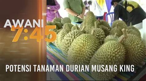 Tanaman ini menyukai daerah yang beriklim basah atau. Potensi tanaman durian musang king - YouTube