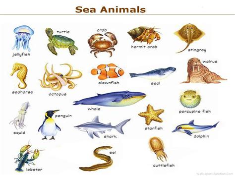 The Sea Animals Marine Organism Illustration Vintage Retro