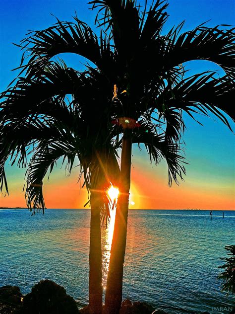 Sunset Through Palm Tree Tampa Bay Florida Imran™ Tampa Bay Florida Sunset Sky View