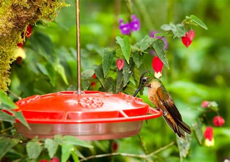 How To Start Feeding Hummingbirds — Forest Wildlife