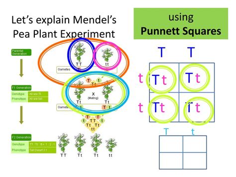 PPT Genes Not Jeans Part 3 Punnett Square Intro PowerPoint