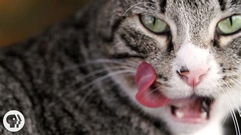 However, as with lavender, thyme may not be as effective, since not all cats are attracted by its smell. Why Does Your Cat's Tongue Feel Like Sandpaper? | Deep ...