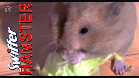 Nom Nom Nom Nom Nom Nom Nom Swiffer The Hamster Funny Hd Youtube