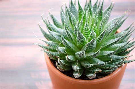 23 Different Types Of Aloe Vera To Grow In Containers Engineering