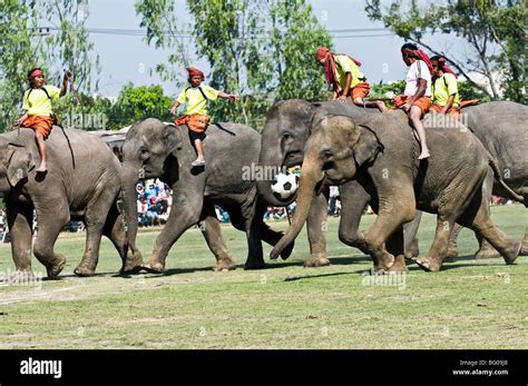 Elephants Playing Soccer In The Surin Elephant Roundup Stock Photo Alamy