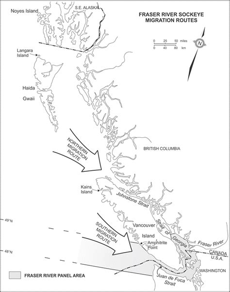 The Migration Routes Of Adult Sockeye Returning To The Fraser River