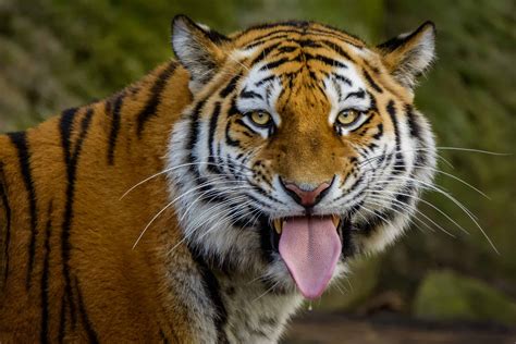 What Makes A Tigers Tongue Unique A Z Animals