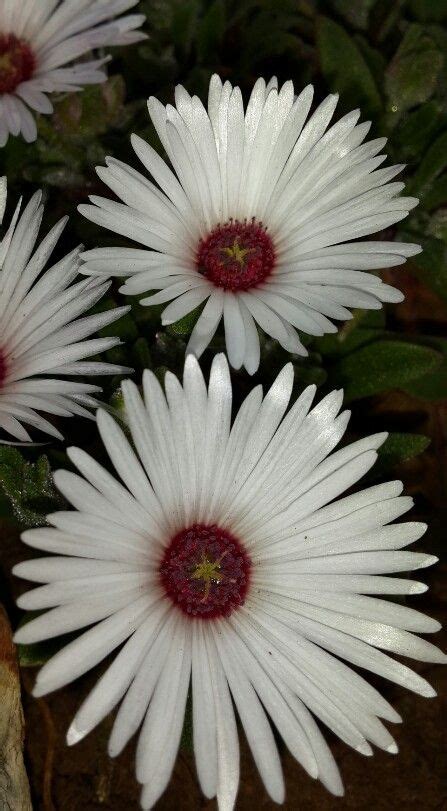 It can flower up to 6 times a year. South African 'Vygies' | African, Flowers, Plants