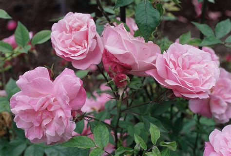 Rose Old Blush Climbing Native Gardeners