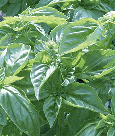 Genovese Basil Herb Seedlings