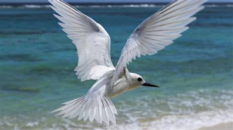 Free Photo White Bird Flying Animal Bird Flight Free Download