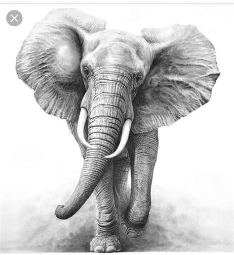 Tatoo Elephant Elephant Sketch Elephant Tattoo Design Elephant