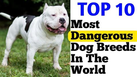 Top 10 Dangerous Dogs In The World 2018 Most Dangerous