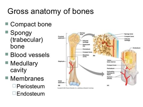 The cavity of long bones consists of red and yellow bone marrow lined with spongy tissue and cancellous bones. Cartilage & bones