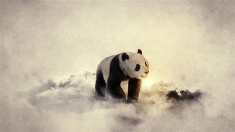 Black And White Winter Snow Animals Cold Panda Bears Widescreen