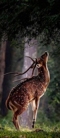 Pin By Cornelia Haggart On Animals In 2022 Nature Photography