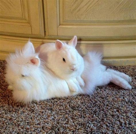 Fluffy Bunnies To Warm Your Heart Lafeber Co Small Mammals