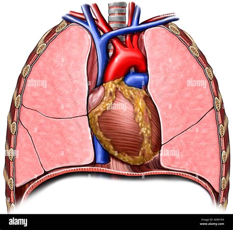 Anatomy Of The Thoracic Chest Organs Stock Photo Vrogue Co