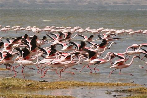 Abijatta Shalla National Park Mandril Wenni Tour And Travel