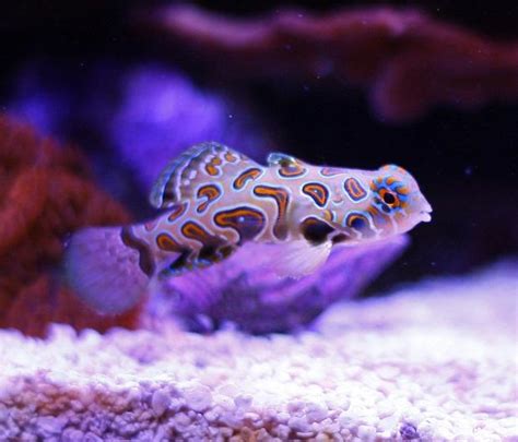 Ora Spotted Mandarin Fish Forum Nano Reef Community
