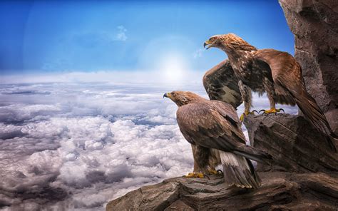 Eagles Birds Prey Masters At Heights Sky Clouds Roc Sun