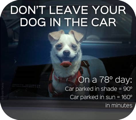 Can You Leave Dogs In Cars