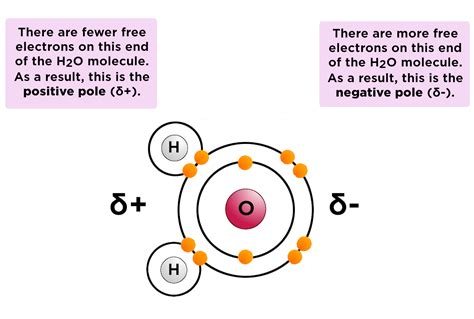 Hydrogen Bonds — Overview And Examples Expii