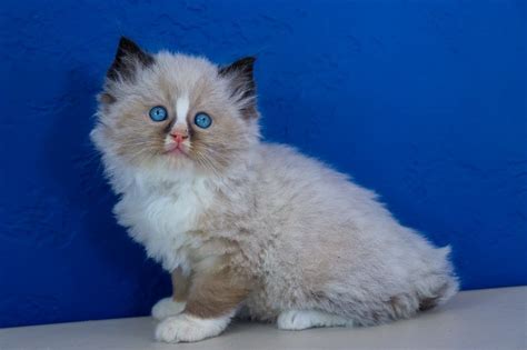 Persian kittens for sale at the persian kittens.com®. Ragdoll Kittens for Sale Near Me | Buy Ragdoll Kitten ...