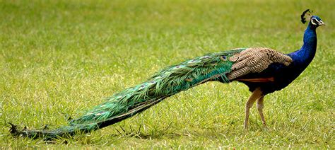 Weekly Bird Indian Peafowl Be Your Own Birder