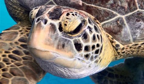 6 Stellar Sea Turtle Conservation Programs