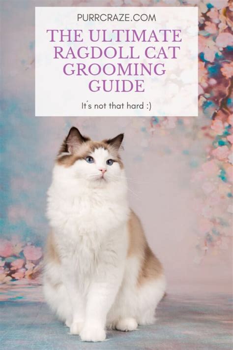 The Ultimate Ragdoll Cat Grooming Guide Purr Craze Ragdoll Cat Cat